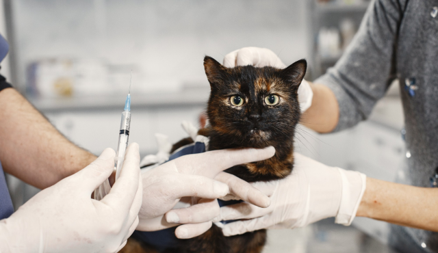 Todas las mascotas deben ser vacunadas sin importar el lugar donde viven o si salen o no de casa.