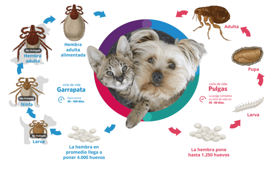 Así es el ciclo de vida de pulgas y garrapatas en animales de compañía: