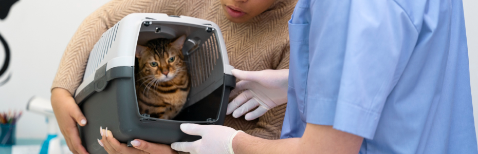 Leucemia felina y enfermedades relacionadas en gatos